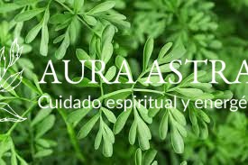 la ruda en la magia y sus usos